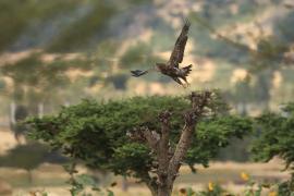 Orzeł stepowy - Aquila nipalensis - Steppe Eagle