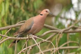 Synogarlica czerwonooka - Streptopelia semitorquata - Red-eyed Dove