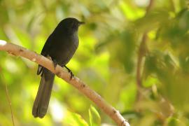 Mucharka czarna - Melaenornis edolioides - Northern Black Flycatcher