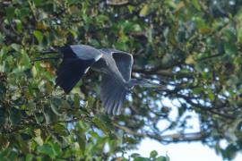 Czapla siwa - Ardea cinerea- Grey Heron