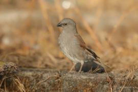 Wróbel szary - Passer swainsonii - Swainson's Sparrow