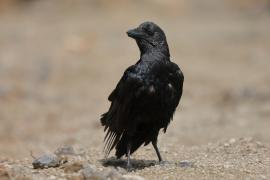 Kruk kusy - Corvus rhipidurus - Fan-tailed Raven