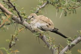 Turkaweczka czarnogardła - Oena capensis - Namaqua Dove