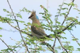 Czepiga długosterna - Urocolius macrourus - Blue-naped Mousebird