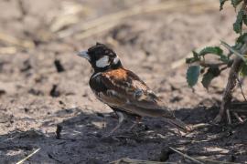 Pustynka białoucha - Eremopterix leucotis - Chestnut-backed Sparrow-Lark