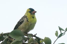 Brodal perełkowany - Trachyphonus margaritatus - Yellow-breasted Barbet