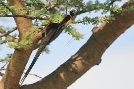 Wdówka rajska - Vidua paradisaea - Eastern Paradise Whydah