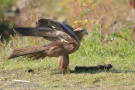 Kania czarna - Milvus migrans - Black Kite