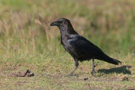 Kruk somalijski - Corvus edithae - Dwarf Raven