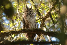 Uszatka etiopska - Asio abyssinicus - African Long-eared Owl