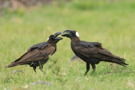 Kruk grubodzioby - Corvus crassirostris - Thick-billed Raven