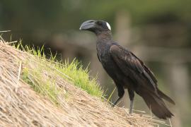 Kruk grubodzioby - Corvus crassirostris - Thick-billed Raven