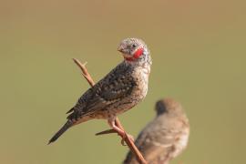 Amadyna obrożna - Amadina fasciata - Cut-throat Finch