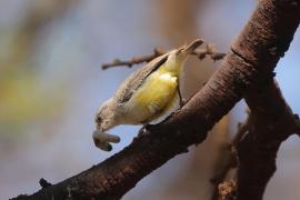 Popielatka żółtobrzucha - Eremomela icteropygialis - Yellow-bellied Eremomela