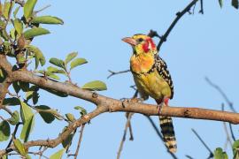 Brodal czerwonouchy - Trachyphonus erythrocephalus - Red-and-yellow Barbet