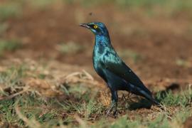 Błyszczak stalowy - Lamprotornis chalybaeus - Greater Blue-eared Starling