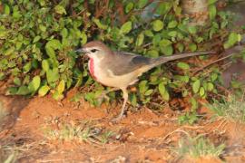 Dzierzbik czerwonogardły - Rhodophoneus cruentus - Rosy-patched Bush-shrike