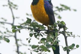 Błyszczak królewski - Lamprotornis regius - Golden-breasted Starling