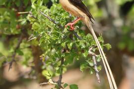 Wdówka płowosterna - Vidua fischeri - Straw-tailed Whydah