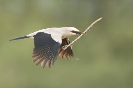 Abisyniak - Zavattariornis stresemanni - Stresemann's Bush-Crow