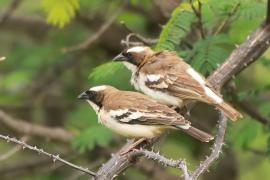 Dziergacz białobrewy - Plocepasser mahali - White-browed Sparrow-Weaver