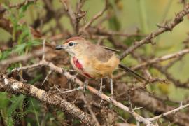 Dzierzbik czerwonogardły - Rhodophoneus cruentus - Rosy-patched Bush-shrike