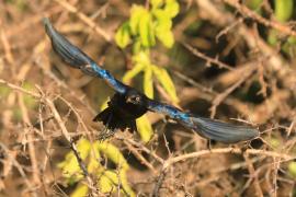 Błyszczak purpurowosterny - Lamprotornis purpuroptera - Rüppell's Glossy Starling