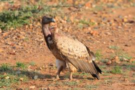 Sęp afrykański - Gyps africanus - White-backed Vulture