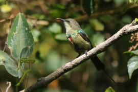 Nektarnik piękny - Cinnyris pulchellus - Beautiful Sunbird
