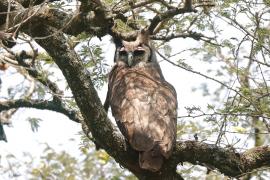 Puchacz mleczny - Bubo lacteus - Verreaux's Eagle Owl