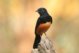 Smolarek rdzawobrzuchy - Thamnolaea cinnamomeiventris - Mocking Cliff Chat