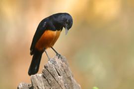 Smolarek rdzawobrzuchy - Thamnolaea cinnamomeiventris - Mocking Cliff Chat