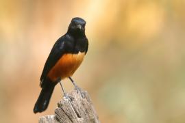 Smolarek rdzawobrzuchy - Thamnolaea cinnamomeiventris - Mocking Cliff Chat