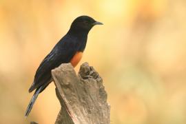 Smolarek rdzawobrzuchy - Thamnolaea cinnamomeiventris - Mocking Cliff Chat