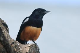 Smolarek rdzawobrzuchy - Thamnolaea cinnamomeiventris - Mocking Cliff Chat