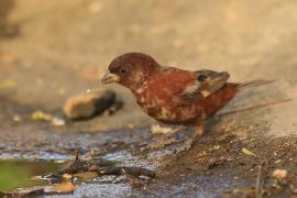 Wróbel kasztanowaty - Passer eminibey - Chestnut Sparrow