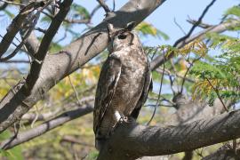 Puchacz szary - Bubo cinerascens - Greyish Eagle-Owl