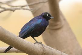 Błyszczak purpurowosterny - Lamprotornis purpuroptera - Rüppell's Glossy Starling