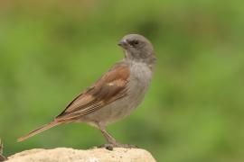 Wróbel szary - Passer swainsonii - Swainson's Sparrow