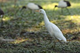 Czapla złotawa - Bubulcus ibis - Western Cattle Egret