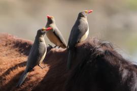 Bąkojad czerwonodzioby - Buphagus erythrorhynchus - Red-billed Oxpecker