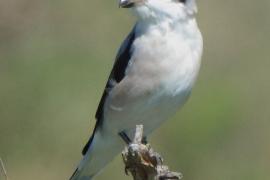 Dzierzba czarnoczelna - Lanius minor - Lesser Grey Shrike