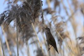 Brzęczka - Locustella luscinioides - Savi's Warbler