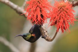 Nektarnik brązowy - Nectarinia kilimensis - Bronzy Sunbird