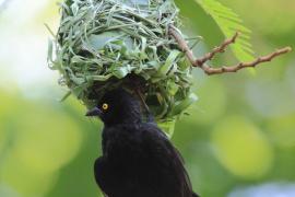 Wikłacz czarny - Ploceus nigerrimus - Vieillot's Weaver