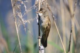 Trzciniak - Acrocephalus arundinaceus - Great Reed-Warbler