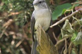 Mucharka białooka - Melaenornis fischeri - White-eyed Slaty Flycatcher