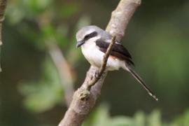 Dzierzba białoskrzydła - Lanius mackinnoni - Mackinnon's Shrike