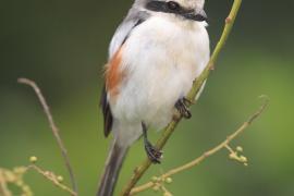 Dzierzba białoskrzydła - Lanius mackinnoni - Mackinnon's Shrike