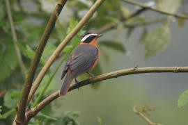 Złotokos białobrewy - Cossypha heuglini - White-browed Robin-Chat